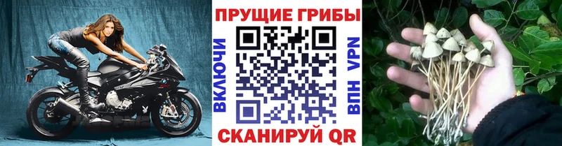 дарнет шоп  Ленинск  Галлюциногенные грибы Cubensis 